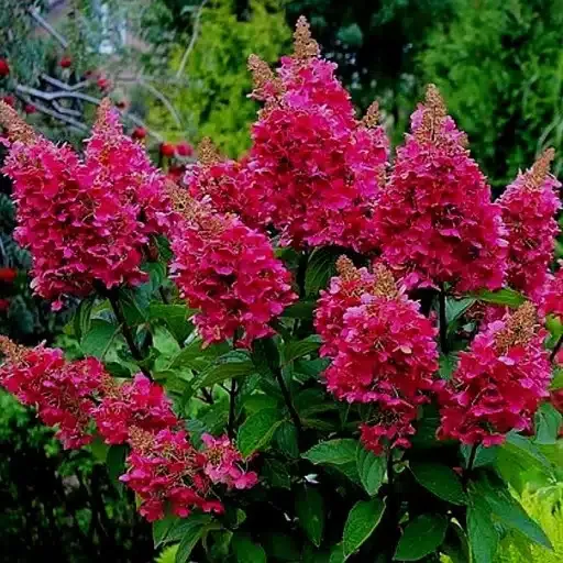 Гортензия метельчатая Wims Red